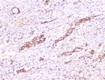 COMP Antibody in Immunohistochemistry (Paraffin) (IHC (P))