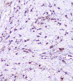 CXCL12 Antibody in Immunohistochemistry (Paraffin) (IHC (P))