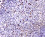 CXCL12 Antibody in Immunohistochemistry (Paraffin) (IHC (P))