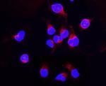 DDT Antibody in Immunocytochemistry (ICC/IF)