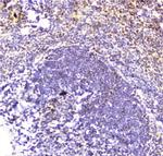 DDT Antibody in Immunohistochemistry (Paraffin) (IHC (P))