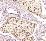 DDT Antibody in Immunohistochemistry (Paraffin) (IHC (P))