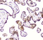 DDT Antibody in Immunohistochemistry (Paraffin) (IHC (P))