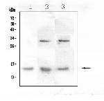 DDT Antibody in Western Blot (WB)