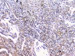 FCGR2A Antibody in Immunohistochemistry (Paraffin) (IHC (P))