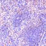 FCGR2A Antibody in Immunohistochemistry (Paraffin) (IHC (P))