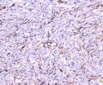 FCGR2A Antibody in Immunohistochemistry (Paraffin) (IHC (P))