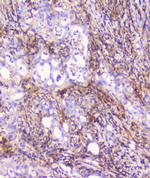 FCGR2A Antibody in Immunohistochemistry (Paraffin) (IHC (P))