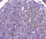 FCGR2A Antibody in Immunohistochemistry (Paraffin) (IHC (P))