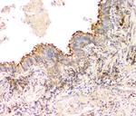 IFN gamma Antibody in Immunohistochemistry (Paraffin) (IHC (P))