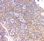 IFN gamma Antibody in Immunohistochemistry (Paraffin) (IHC (P))