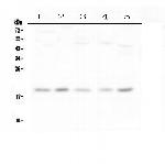 IFN gamma Antibody in Western Blot (WB)