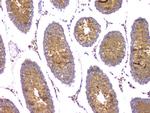 IFN gamma Antibody in Immunohistochemistry (Paraffin) (IHC (P))