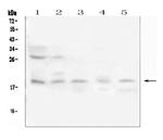 IFN gamma Antibody in Western Blot (WB)