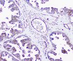 SHIP2 Antibody in Immunohistochemistry (Paraffin) (IHC (P))