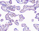 SHIP2 Antibody in Immunohistochemistry (Paraffin) (IHC (P))