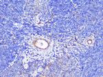 SHIP2 Antibody in Immunohistochemistry (Paraffin) (IHC (P))