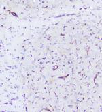 SHIP2 Antibody in Immunohistochemistry (Paraffin) (IHC (P))