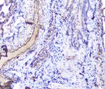 SHIP2 Antibody in Immunohistochemistry (Paraffin) (IHC (P))