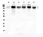 SHIP2 Antibody in Western Blot (WB)