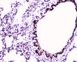 MEF2C Antibody in Immunohistochemistry (Paraffin) (IHC (P))