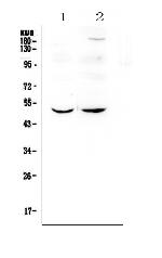 MEF2C Antibody in Western Blot (WB)