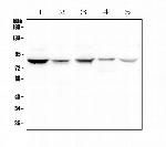 NOX5 Antibody in Western Blot (WB)