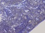 NRF1 Antibody in Immunohistochemistry (Paraffin) (IHC (P))