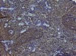 NRF1 Antibody in Immunohistochemistry (Paraffin) (IHC (P))