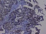 NRF1 Antibody in Immunohistochemistry (Paraffin) (IHC (P))