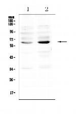 NRF1 Antibody in Western Blot (WB)