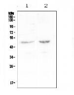 PLA2G7 Antibody in Western Blot (WB)