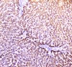 PON1 Antibody in Immunohistochemistry (Paraffin) (IHC (P))