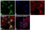 SP1 Antibody in Immunocytochemistry (ICC/IF)