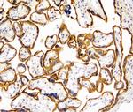 TANK Antibody in Immunohistochemistry (Frozen) (IHC (F))