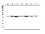 TANK Antibody in Western Blot (WB)