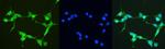 Thioredoxin 1 Antibody in Immunocytochemistry (ICC/IF)