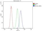 BCL6 Antibody in Flow Cytometry (Flow)