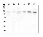 BCL6 Antibody in Western Blot (WB)