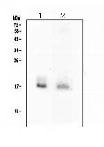 FGF2 Antibody in Western Blot (WB)