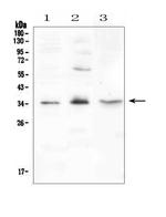 FGF23 Antibody in Western Blot (WB)