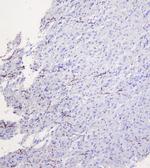 MOG Antibody in Immunohistochemistry (Paraffin) (IHC (P))