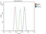 PCDH15 Antibody in Flow Cytometry (Flow)