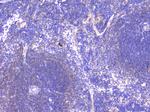 PCDH15 Antibody in Immunohistochemistry (Paraffin) (IHC (P))