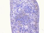 PCDH15 Antibody in Immunohistochemistry (Paraffin) (IHC (P))