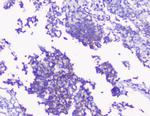 PKC gamma Antibody in Immunohistochemistry (Paraffin) (IHC (P))