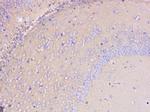 PKC gamma Antibody in Immunohistochemistry (Paraffin) (IHC (P))