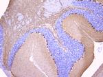 PKC gamma Antibody in Immunohistochemistry (Paraffin) (IHC (P))