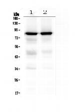 PKC gamma Antibody in Western Blot (WB)