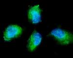 PKC gamma Antibody in Immunocytochemistry (ICC/IF)